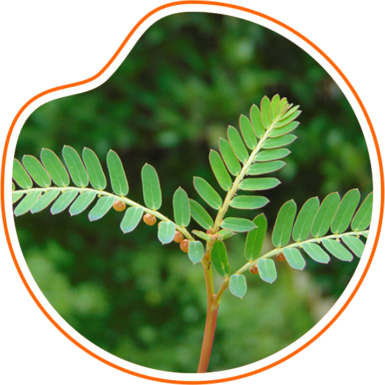 Daun Kelor